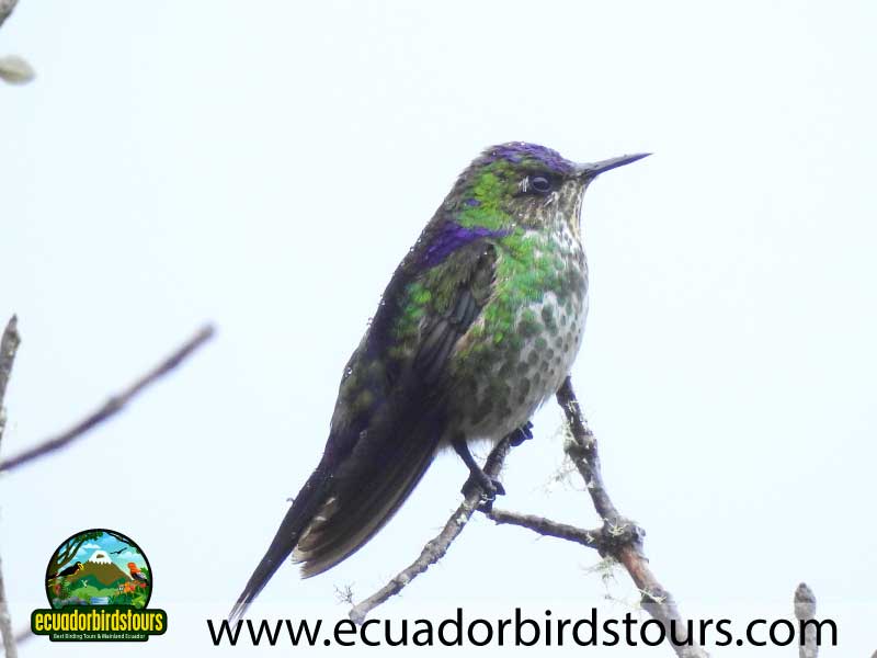 15 days birding in ecuador purple backed thornbill in papallacta pass