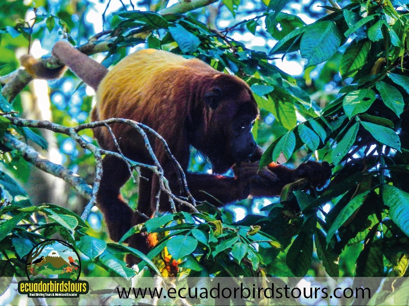 15 days birding in ecuador red howler monkey in yasuni national park