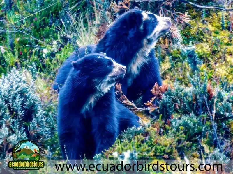 15 days birding in ecuador spectacled bear in papallacta pass 2 517ba569