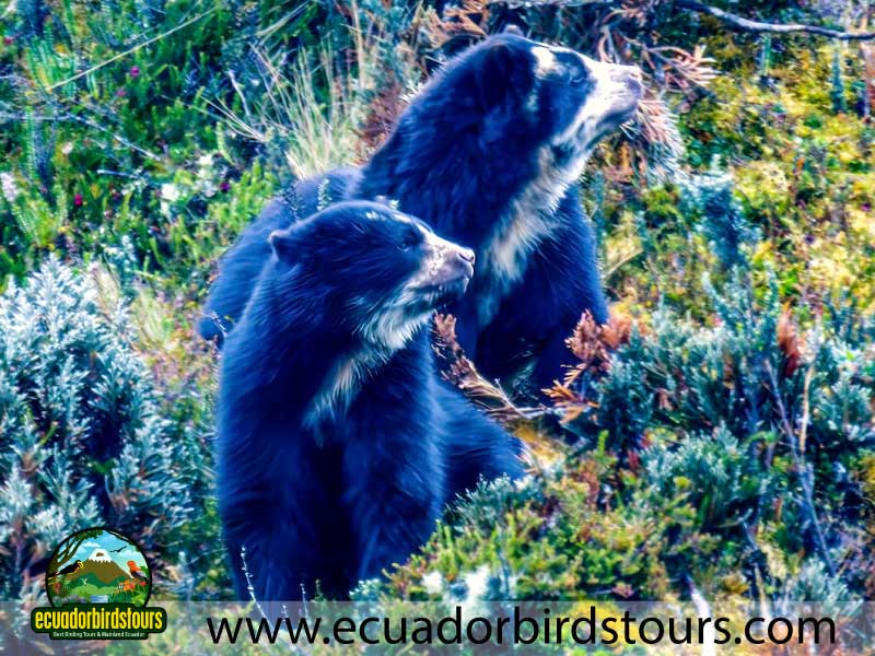 15 days birding in ecuador spectacled bear in papallacta pass 2