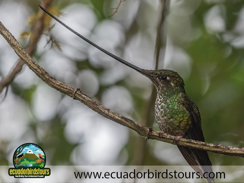 15 days birding in ecuador sword billed hummingbird zuro loma reserve
