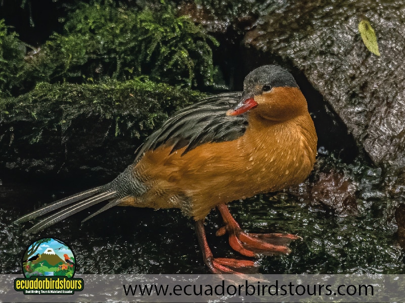 15 days birding in ecuador torrent duck in quijos lodge