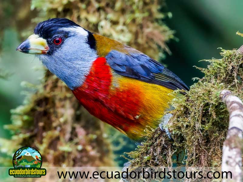 15 days birding in ecuador toucan barbet in angel paz reserve