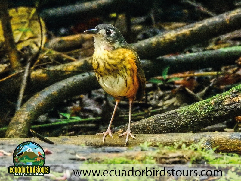 15 days birding in ecuador white lored antpitta in limoncocha reserve