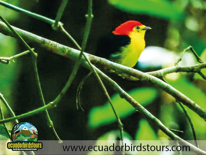 15 days birding in ecuador wire tailed manakin in yasuni national park