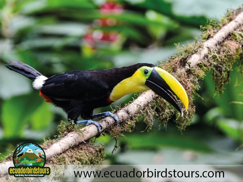 15 days birding in ecuador yellow throated toucan in milpe valley