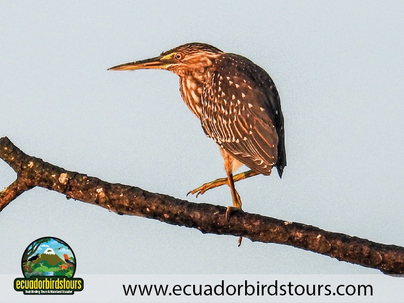 15 days birding in ecuador zig zag heron in limoncocha lagoon