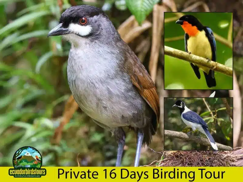 16 days south ecuador birding tour by ecuador birds tours main photo b0deb7a3