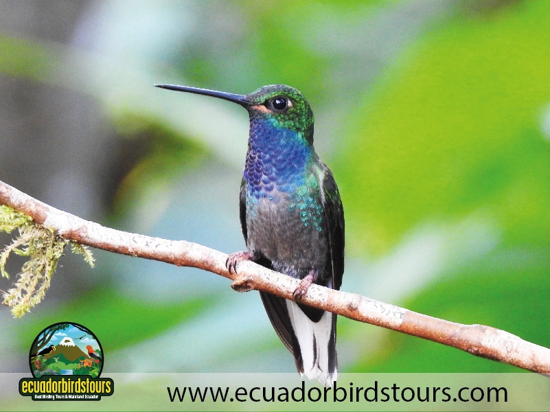 20 days birding ecuador white tailed hillstar ollin waterfall
