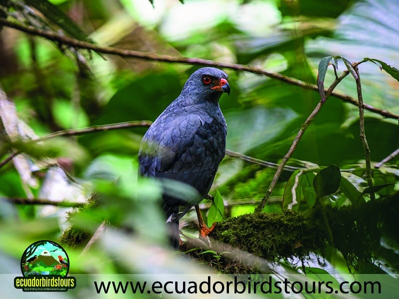 20 days birding ecuador plumbeous hawk rio silanche observation tower