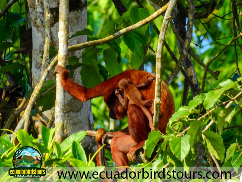 20 days birding ecuador red howler monkey in napo wildlife center
