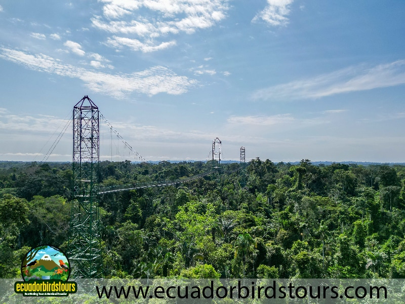 20 days birding ecuador sacha lodge canopy bridge