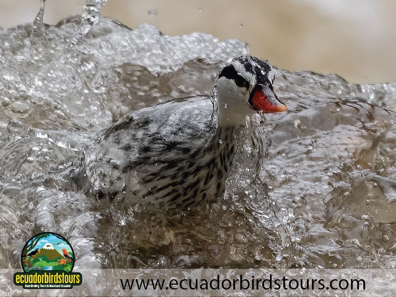 20 days birding ecuador torrent duck at guango reserve