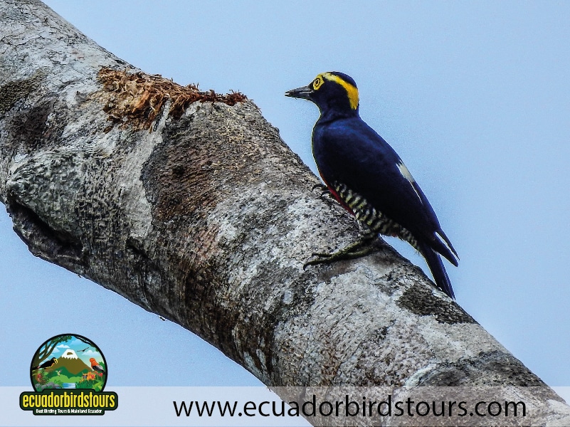 20 days birding ecuador yellow tufted woodpecker