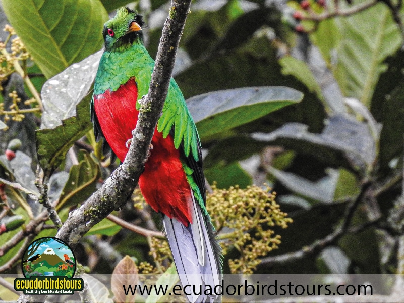 20 days birding in ecuador crested quetzal in tandayapa valley