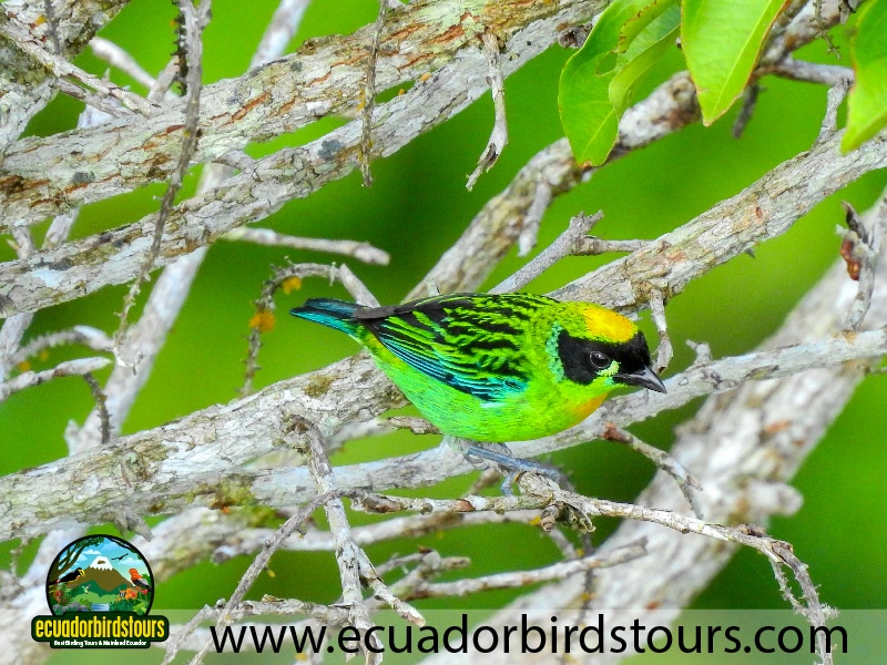20 days birding in ecuador green and gold tanager in sacha lodge