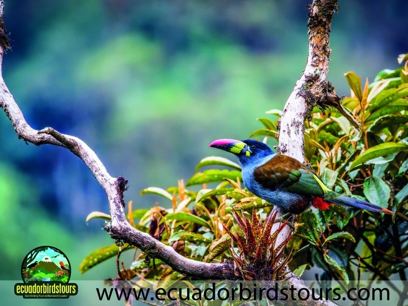20 days birding in ecuador grey breasted mountain toucan in guango reserve