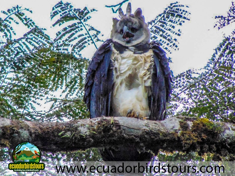 20 days birding in ecuador harpy eagle in limoncocha reserve
