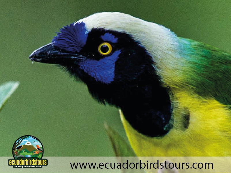 20 days birding in ecuador inca jay in san isidro reserve