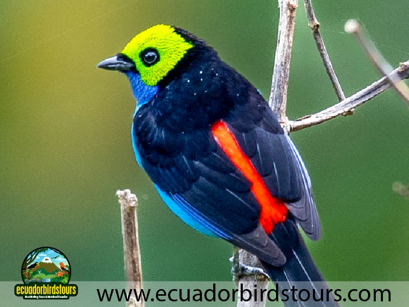 20 days birding in ecuador paradise tanager in sacha lodge