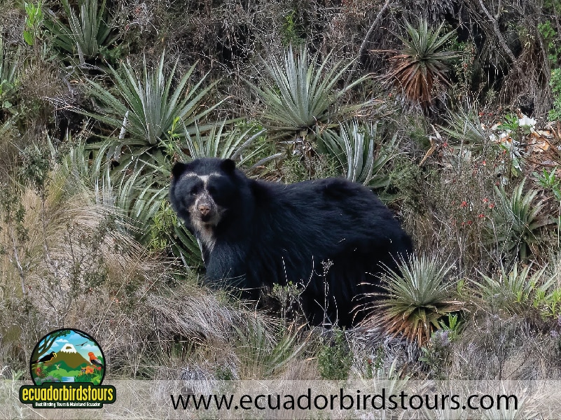 20 days birding in ecuador spectacled bear papallacta pass