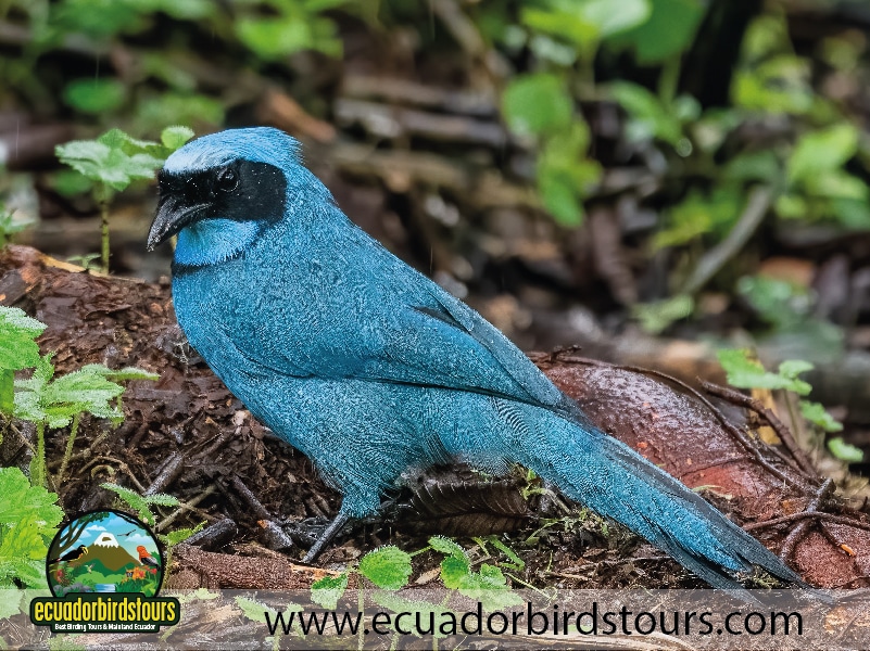 20 days birding in ecuador turquoise jay in guango reserve