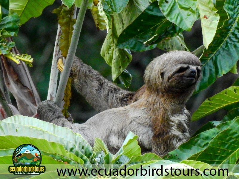 20 days birding in ecuador two toed sloth in napo wildlife center