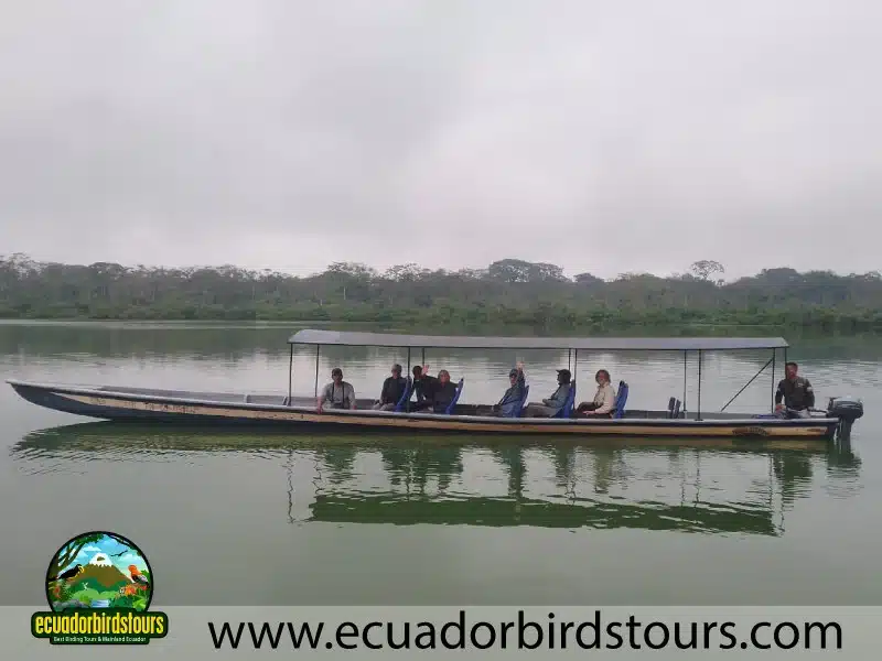 20 days birding in ecuador birding in limoncocha lagoon 146baf1b
