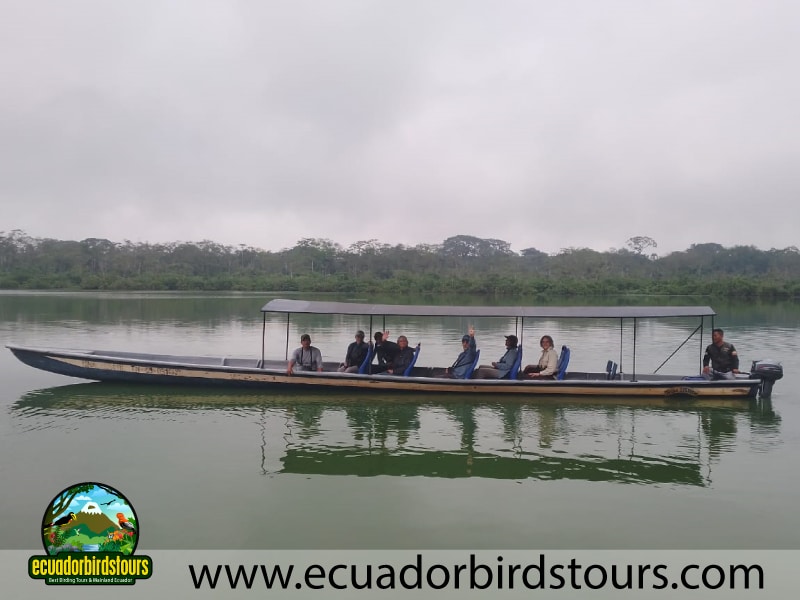 20 days birding in ecuador birding in limoncocha lagoon