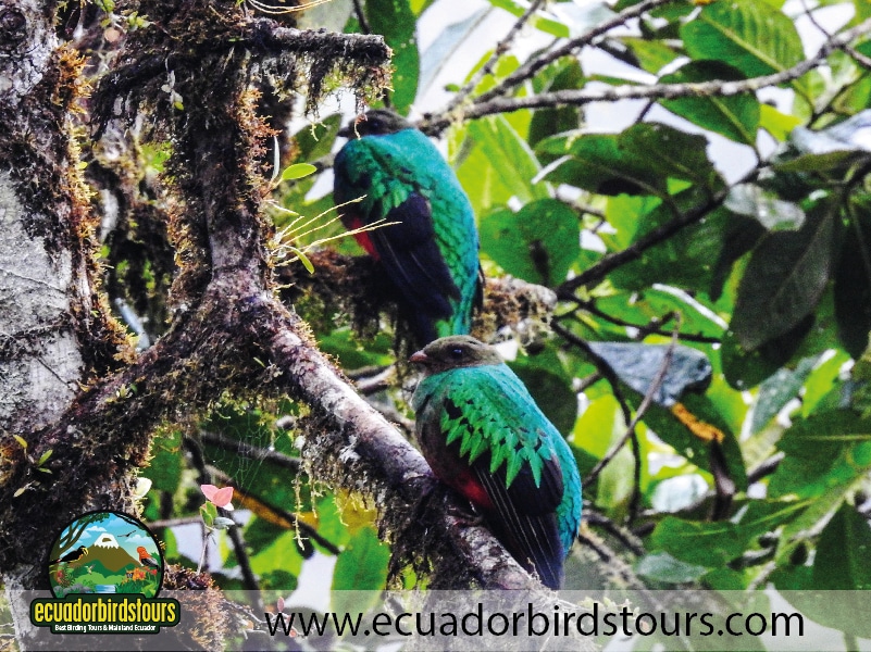 20 days birding in ecuador golden headed quetzals in san isidro reserve