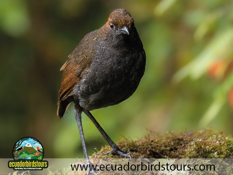 20 days birding in ecuador chestnut naped antpitta in zuro loma feeders