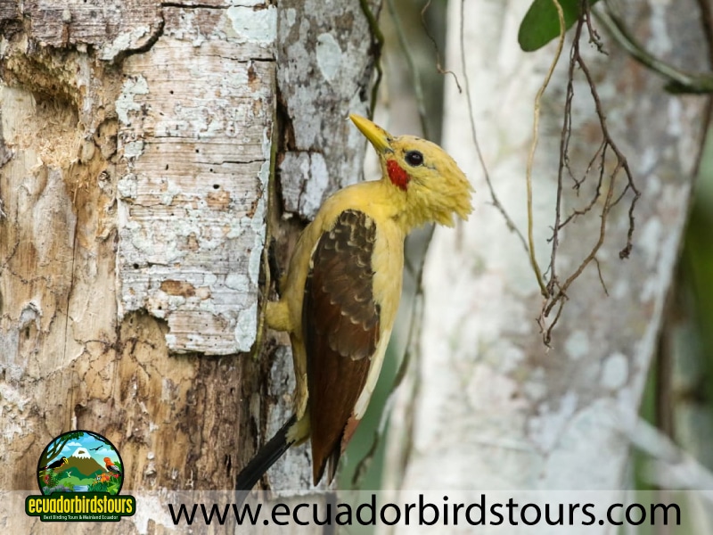 20 days birding in ecuador cream coloured woodpecker in limoncocha reserve