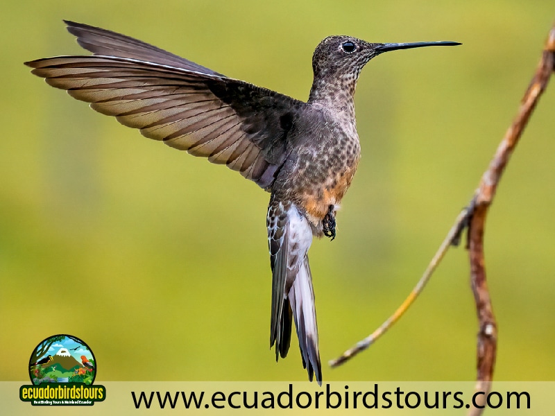 20 days birding in ecuador giant hummingbird in antisana condor observatory