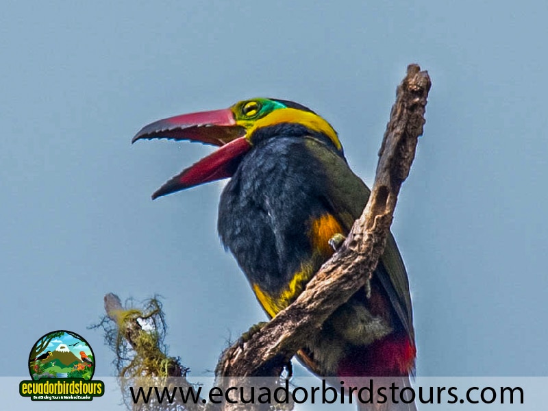 20 days birding in ecuador golden collared toucanet in wild sumaco reserve