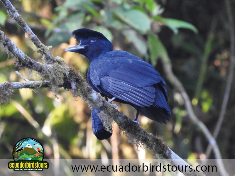 20 days birding in ecuador long wattled umbrellabird in 23 junio community