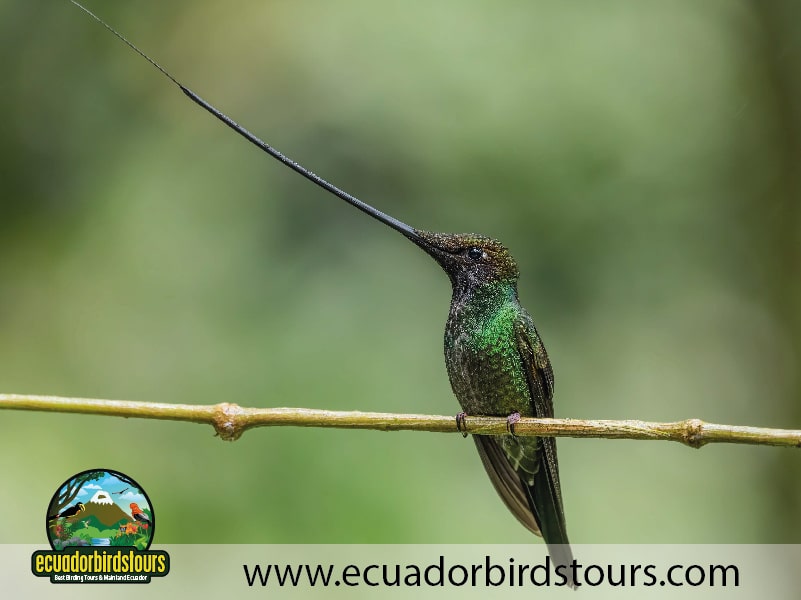 20 days birding in ecuador sword billed hummingbird in zuro loma feeders