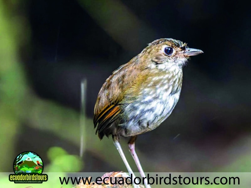 20 days birding in ecuador thrush like antpitta