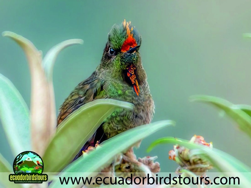 20 days birding in ecuador rainbow bearded thornbill papallacta pass