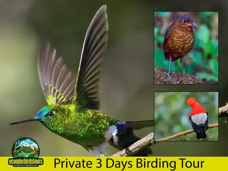3 days birding tour by ecuador birds tours main photo dc9980b2