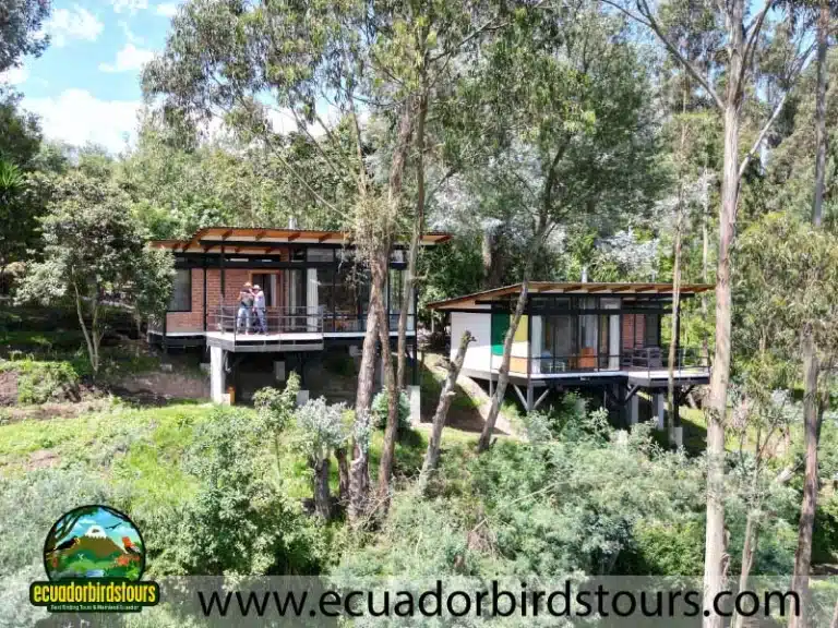 3 days birding in ecuador balcony suites by ecuador birds tours 65fb8566