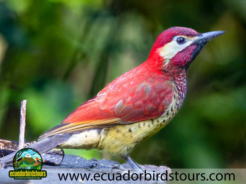 3 days birding in ecuador crimson mantled woodpecker by ecuador birds tours