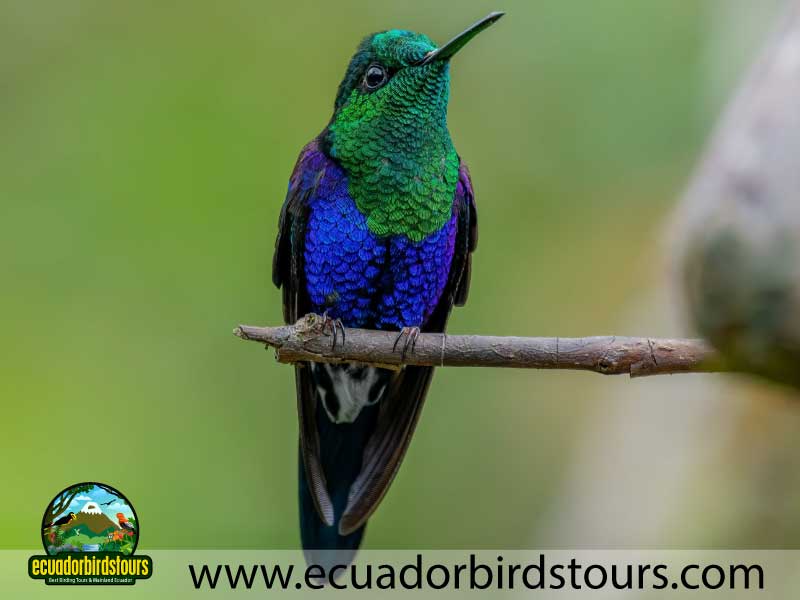 3 days birding in ecuador green crowned woodnymph by ecuador birds tours