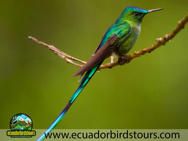 3 days birding in ecuador long tailed sylph by ecuador birds tours