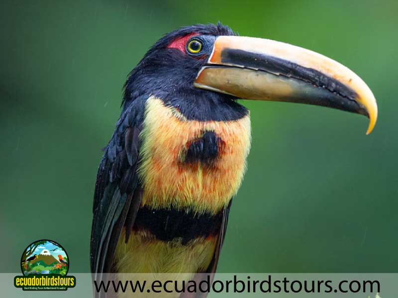 3 days birding in ecuador pale mandibled aracari by ecuador birds
