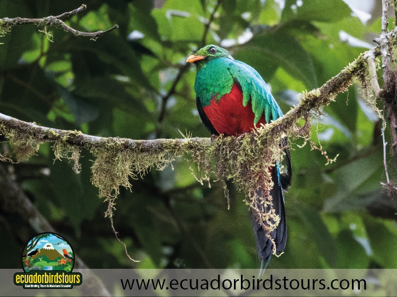 3 days intro bird tour golden headed quetzal by birding photo tours ecuador