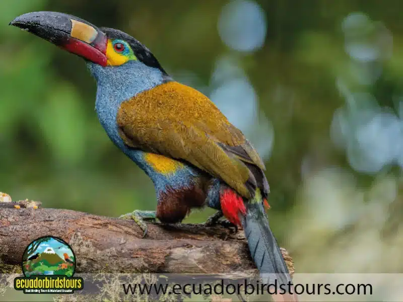 3 days intro bird tour by birding photo tours ecuador 1 e875f8fc