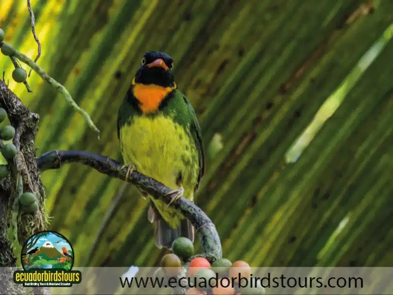 3 days intro bird tour by birding photo tours ecuador 3 e52a0ea9