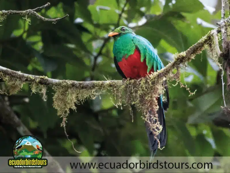 3 days intro bird tour by birding photo tours ecuador 4 4b254670