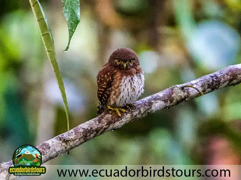 3 days intro bird tour by birding photo tours ecuador 8 47440355