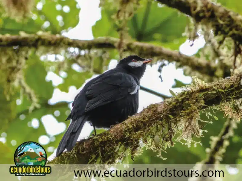3 days intro bird tour by birding photo tours ecuador 9 0e9da62e